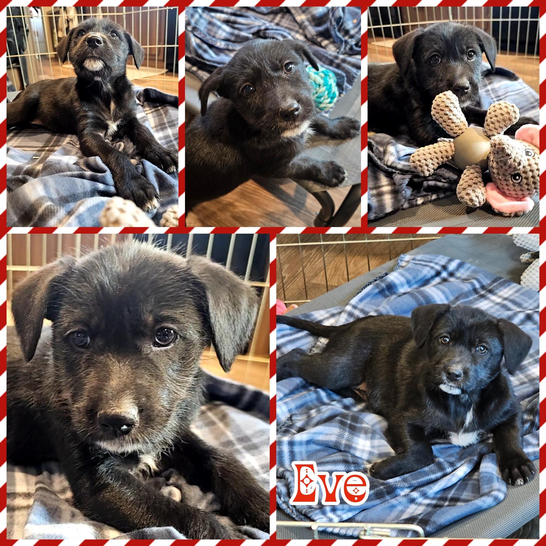 Enlarge Eve, a Adoptable mixed breed in Blacksburg, SC image 1/1