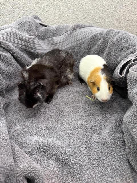 Angus & Carlo, a Adoptable Guinea Pig in Austin, TX image 1/6