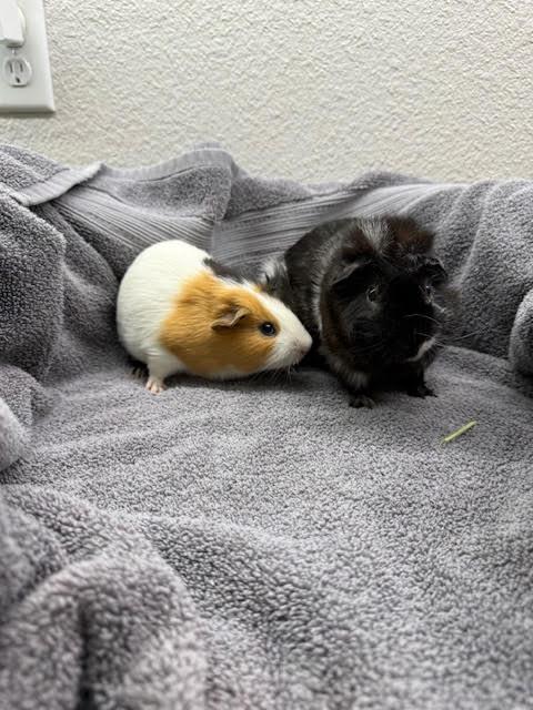 Angus & Carlo, a Adoptable Guinea Pig in Austin, TX image 2/6