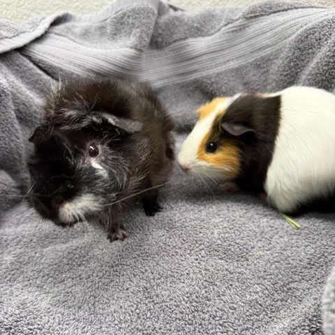 Angus & Carlo, a Adoptable Guinea Pig in Austin, TX image 3/6
