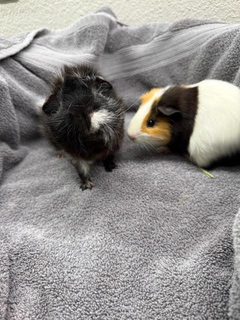 Angus & Carlo, a Adoptable Guinea Pig in Austin, TX image 4/6