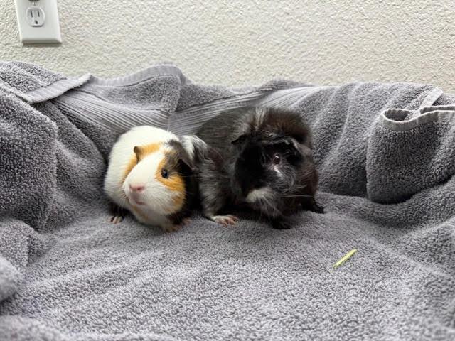 Angus & Carlo, a Adoptable Guinea Pig in Austin, TX image 5/6