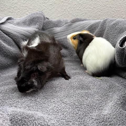 Angus & Carlo, a Adoptable Guinea Pig in Austin, TX image 6/6