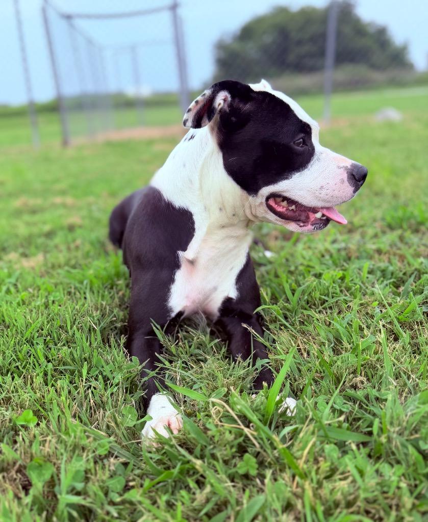 Enlarge Moma, a Adoptable Pit Bull Terrier in Hopkinsville, KY image 2/6