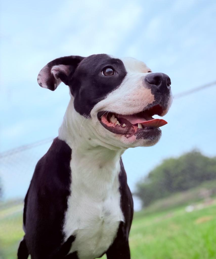 Enlarge Moma, a Adoptable Pit Bull Terrier in Hopkinsville, KY image 3/6