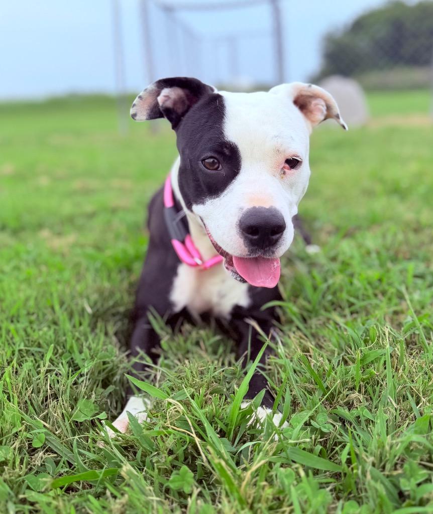 Enlarge Moma, a Adoptable Pit Bull Terrier in Hopkinsville, KY image 4/6