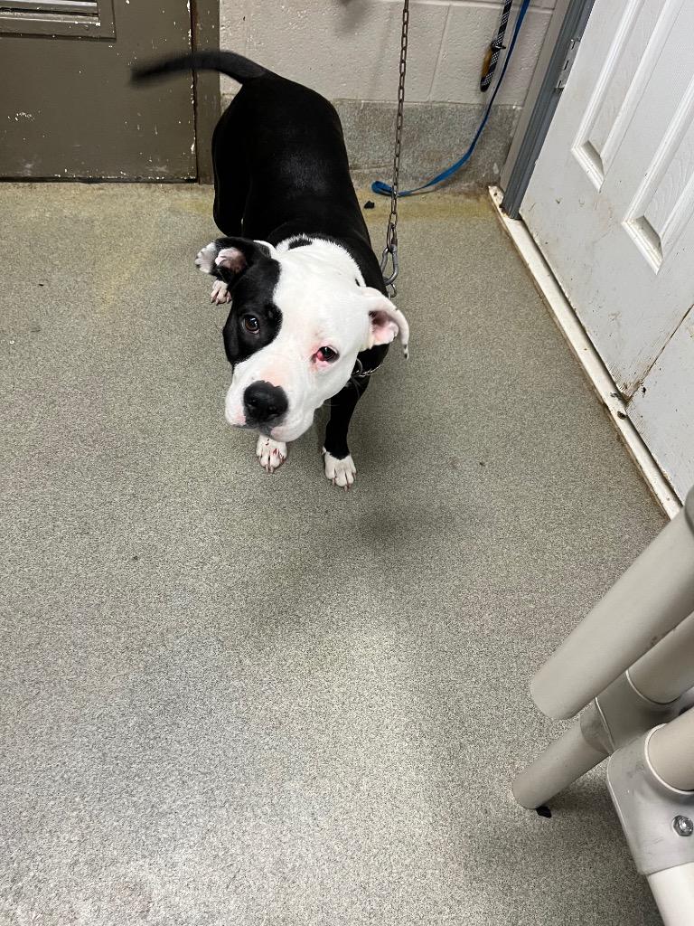 Enlarge Moma, a Adoptable Pit Bull Terrier in Hopkinsville, KY image 5/6