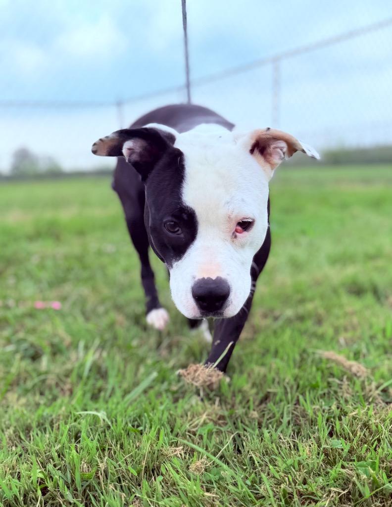 Enlarge Moma, a Adoptable Pit Bull Terrier in Hopkinsville, KY image 6/6
