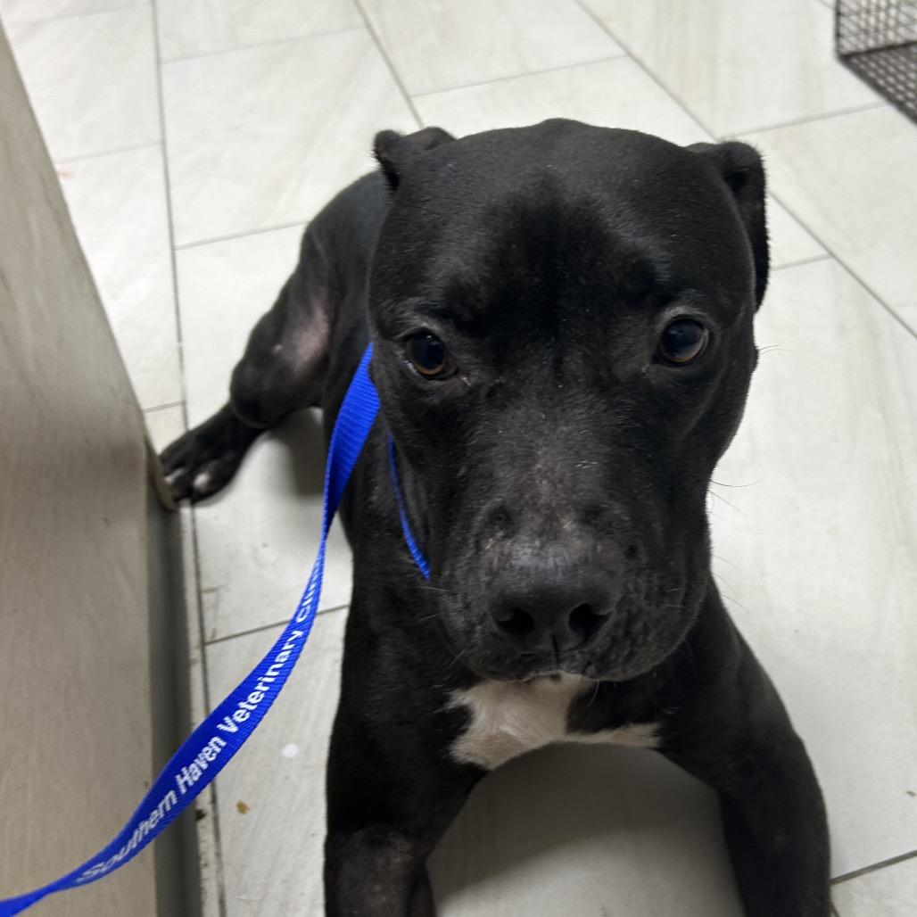 Marcie, Adoptable, Young Female Pit Bull Terrier.