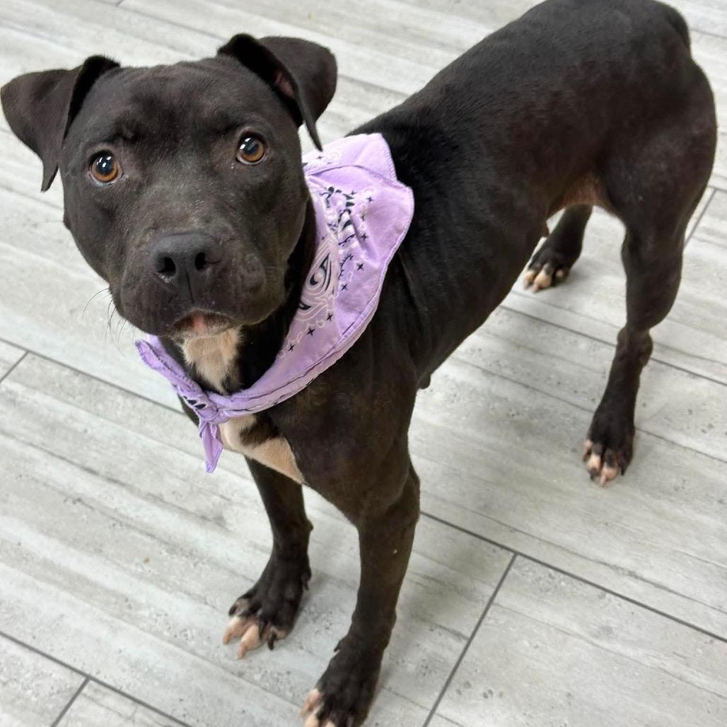 Enlarge Marcie, a Adoptable Pit Bull Terrier in Lufkin, TX image 2/2