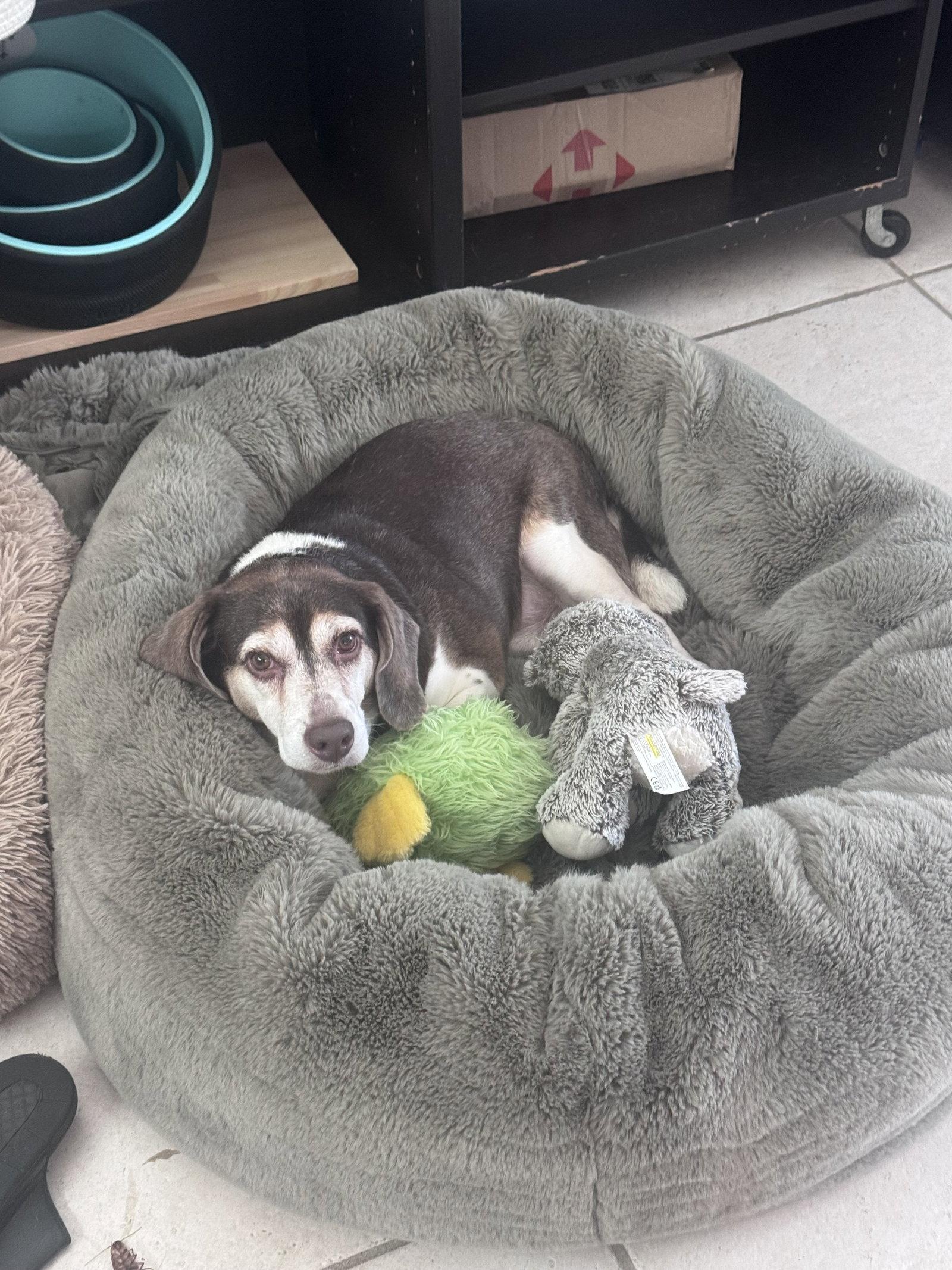 Gus Mitchell, Adoptable, Senior Male Beagle.