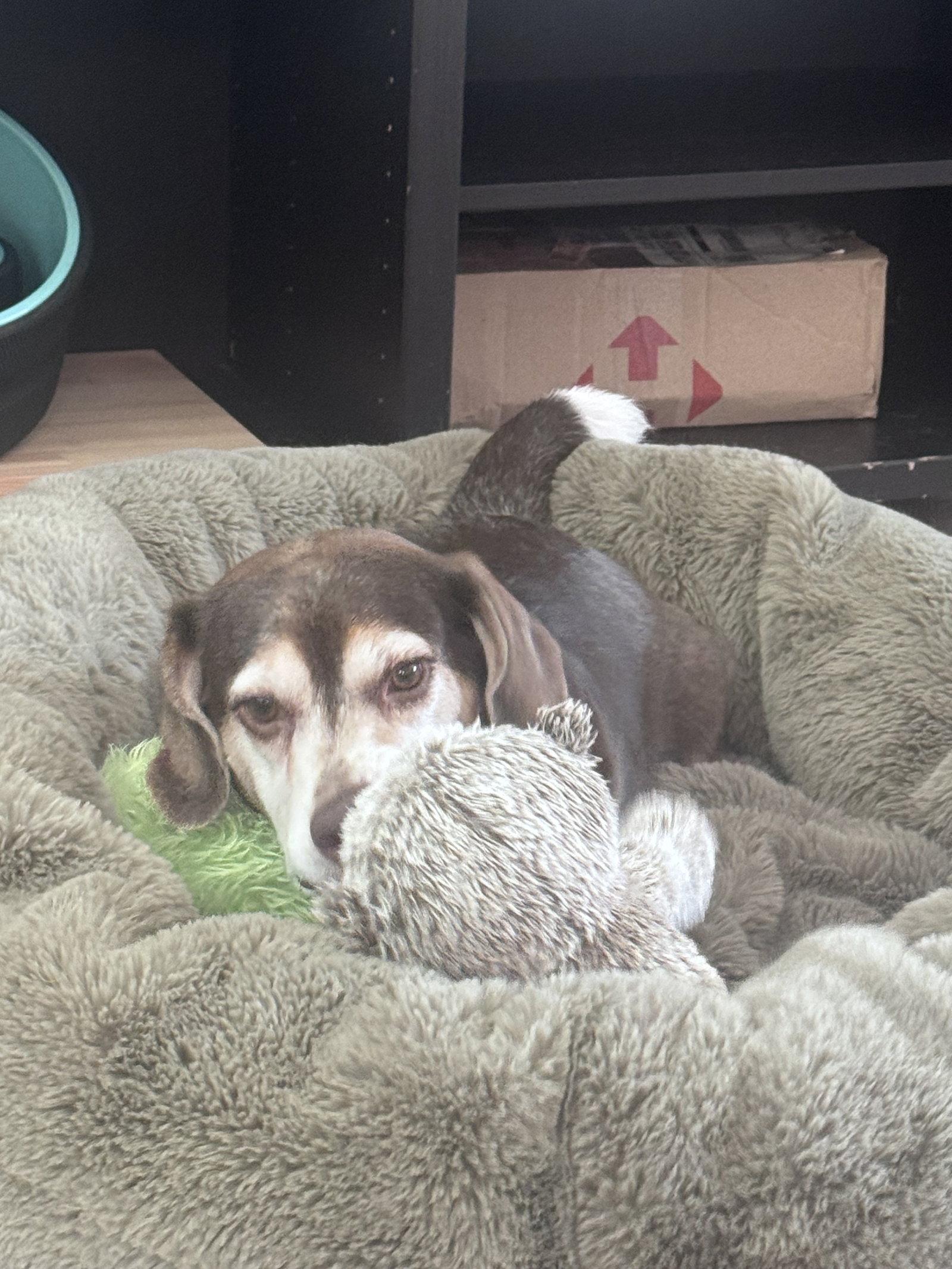 Gus Mitchell, a Adoptable Beagle in Tampa, FL image 2/3