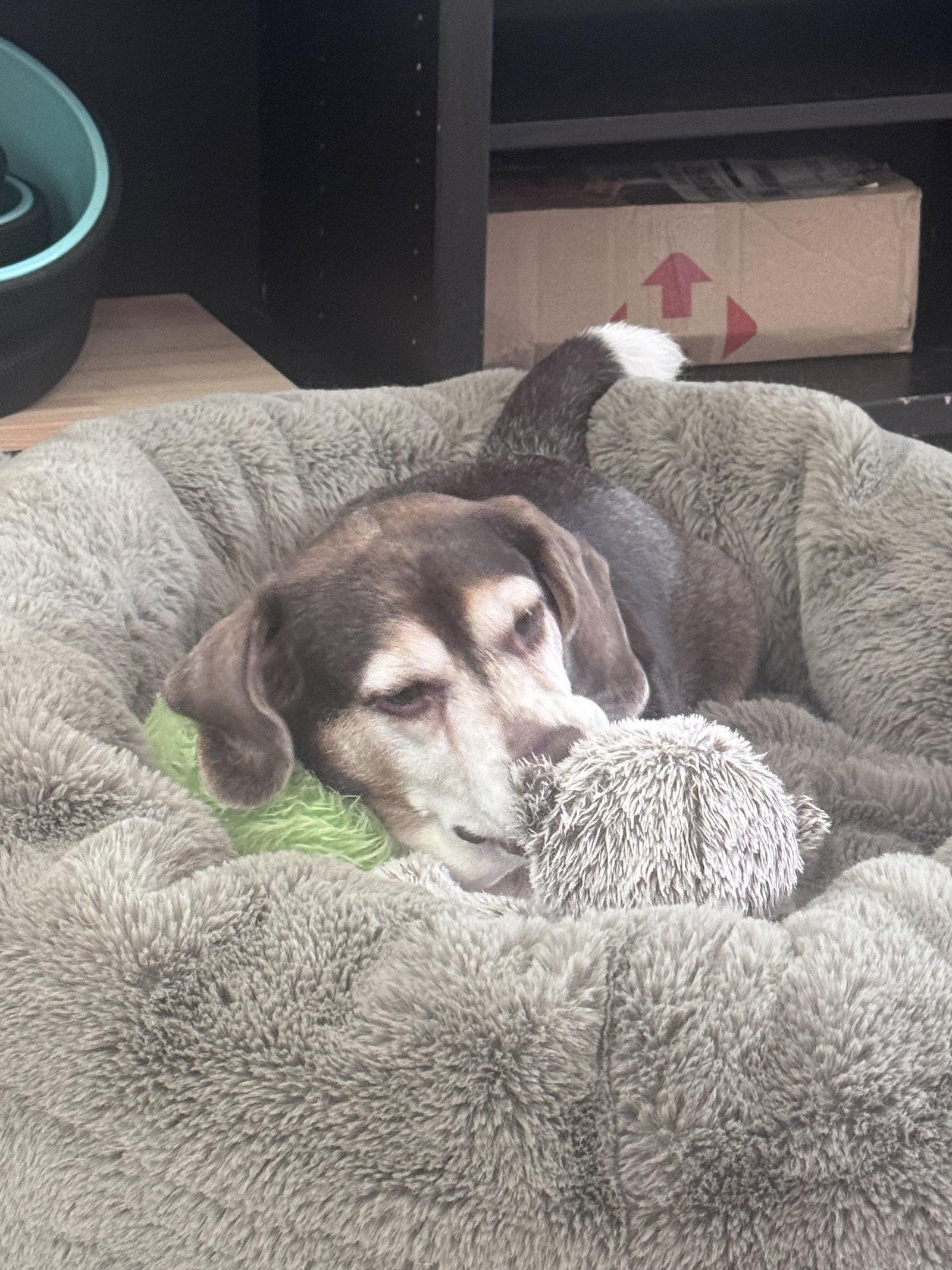 Gus Mitchell, a Adoptable Beagle in Tampa, FL image 3/3