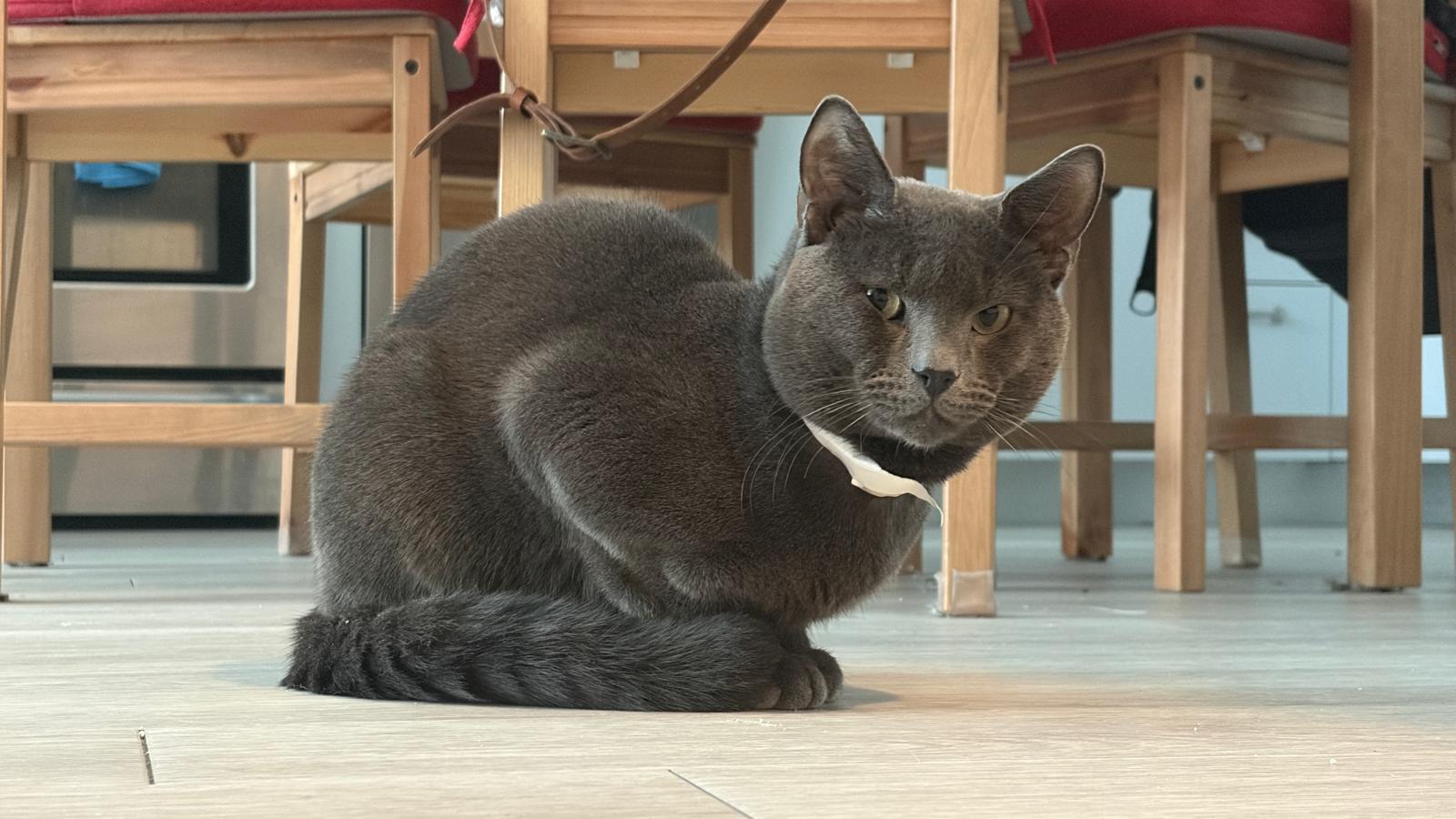 Gardenia thumbnail 2