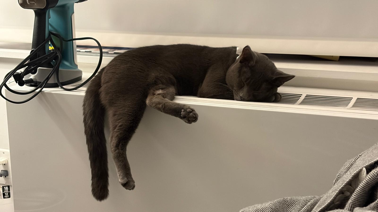 Gardenia thumbnail 3