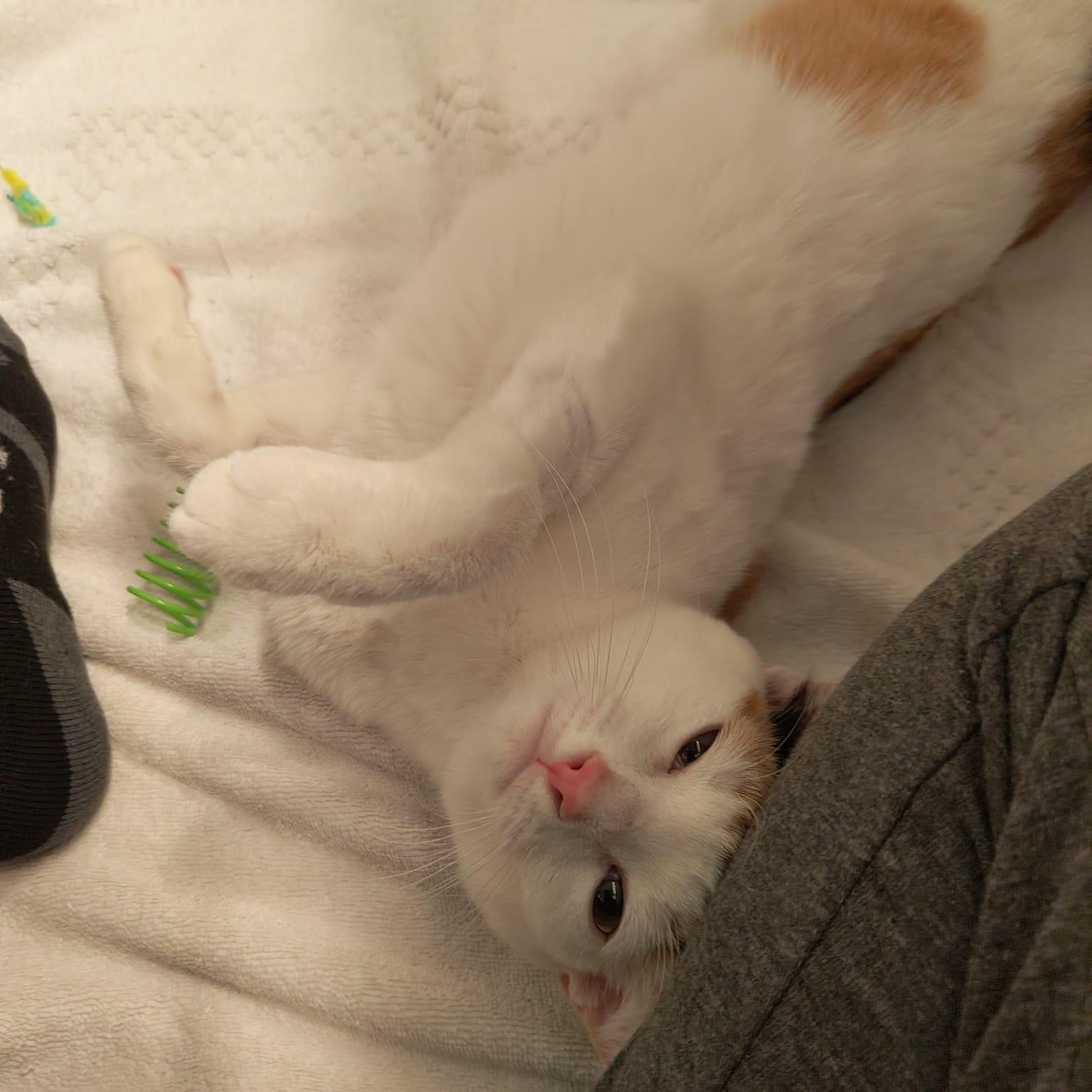 Gardenia thumbnail 4