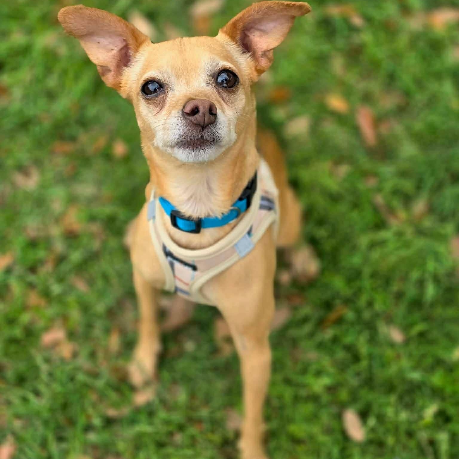 Chico , an adopted Chihuahua in Justin, TX image 1/4