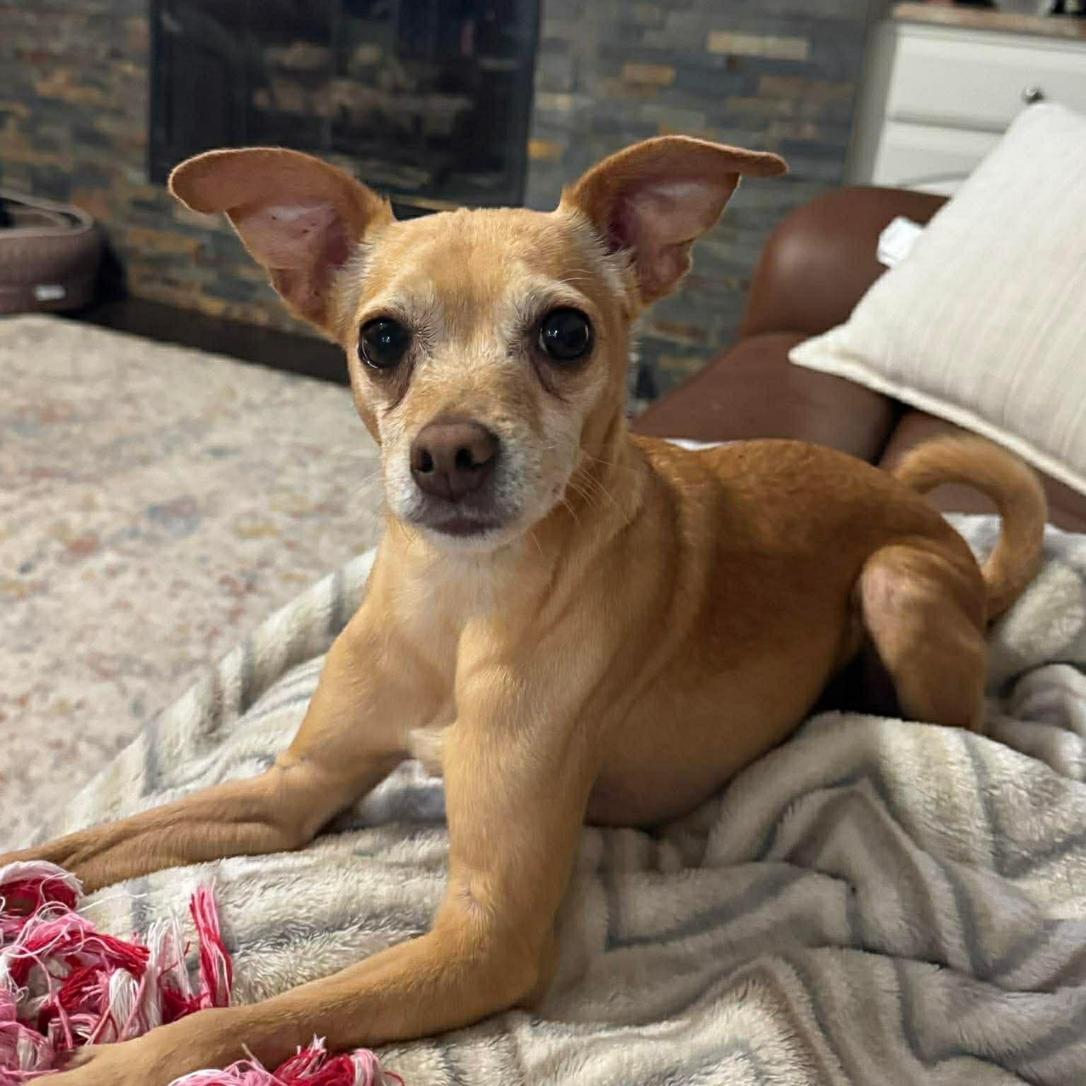 Chico , an adopted Chihuahua in Justin, TX image 2/4