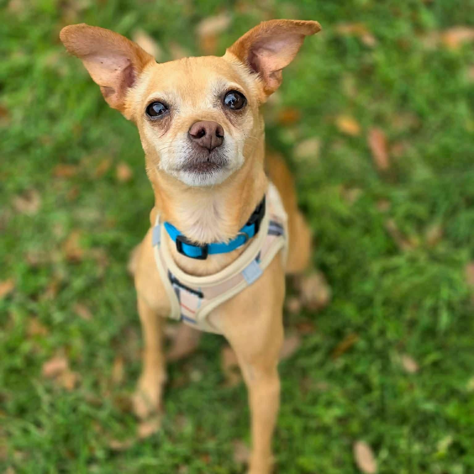 Chico , an adopted Chihuahua in Justin, TX image 3/4