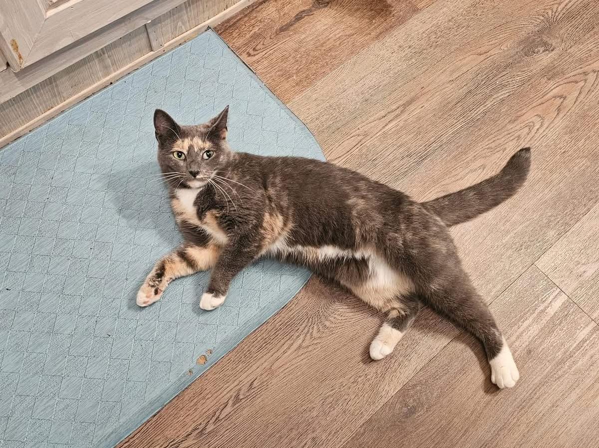 Enlarge Gracie, an adopted Domestic Short Hair in Roanoke, VA image 1/5