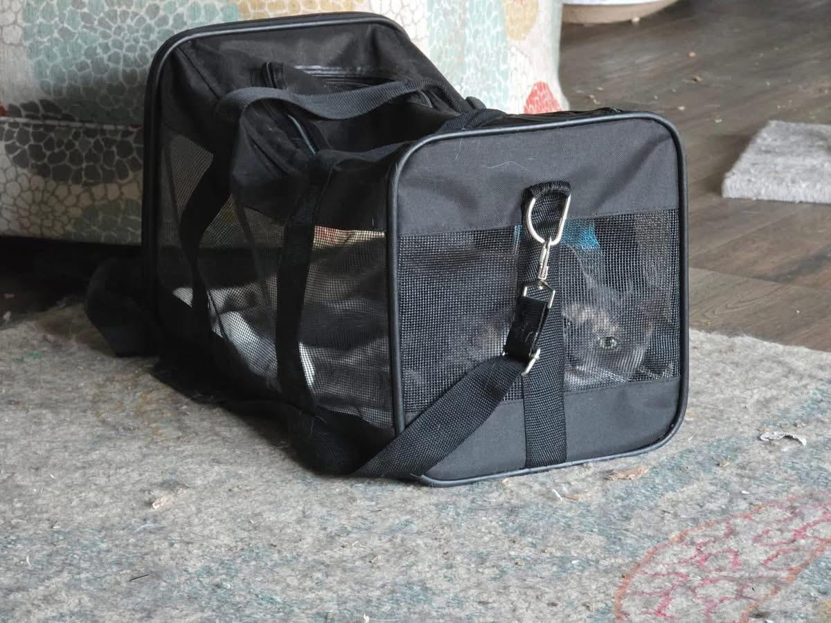 Gracie, adopted, Young Female Domestic Short Hair.