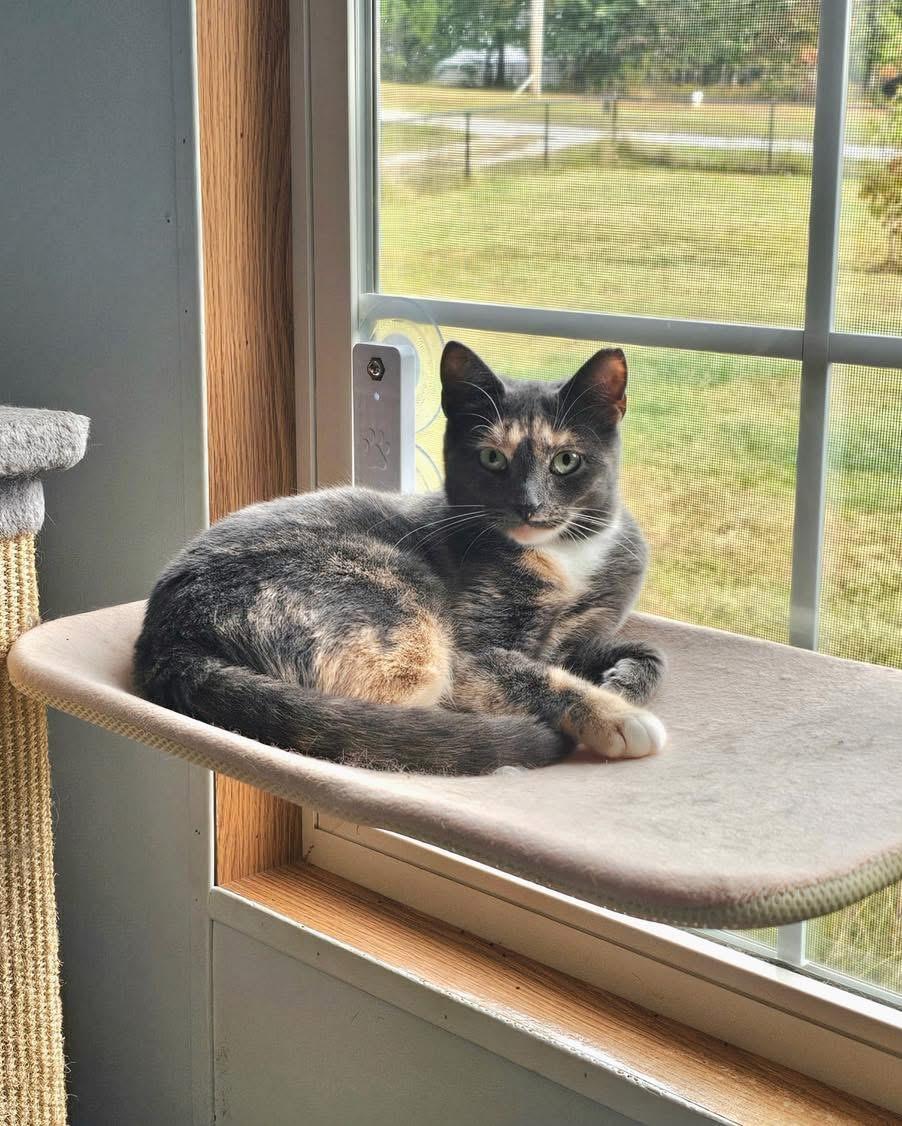 Enlarge Gracie, an adopted Domestic Short Hair in Roanoke, VA image 3/5