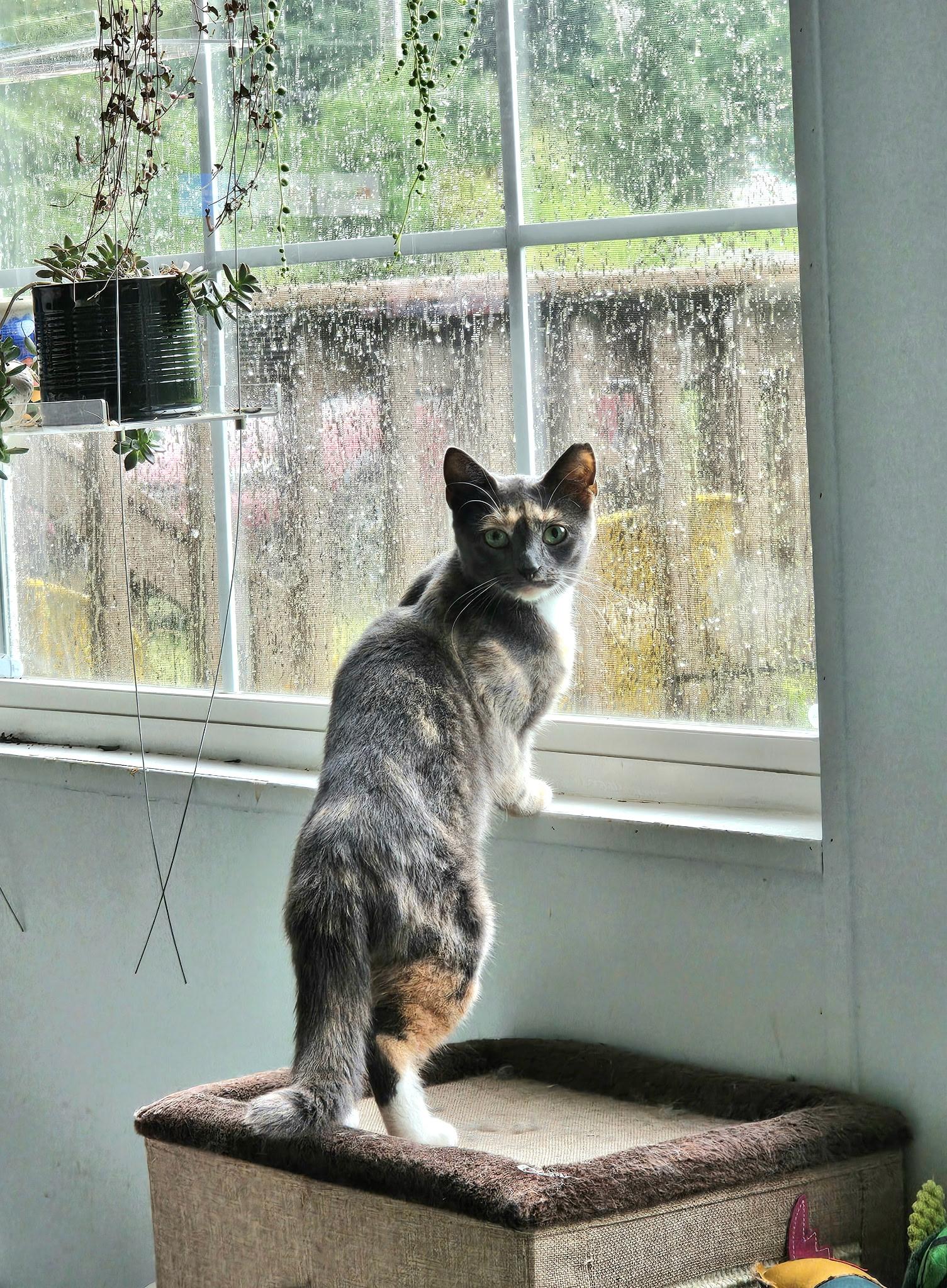 Enlarge Gracie, an adopted Domestic Short Hair in Roanoke, VA image 4/5