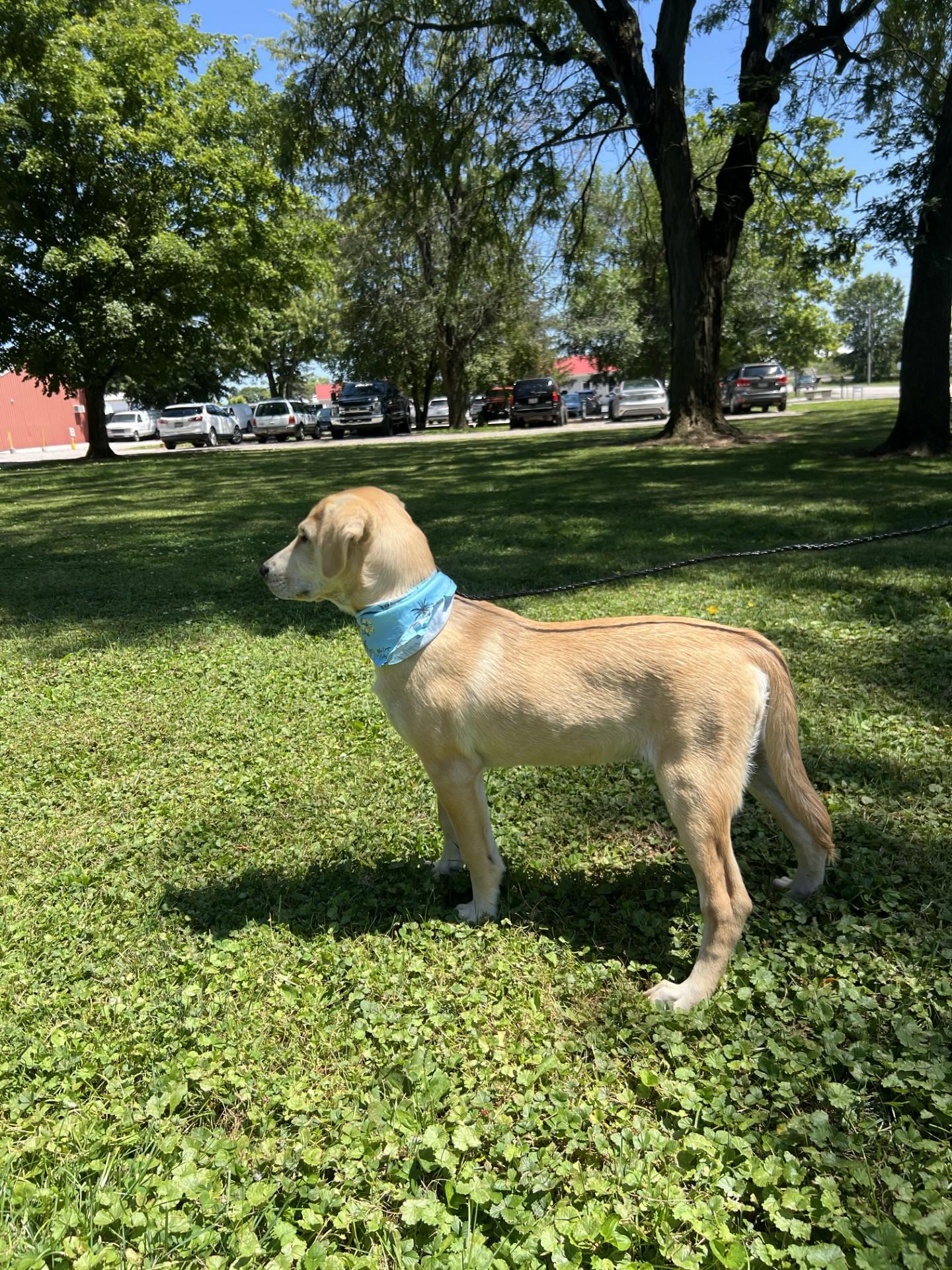 Enlarge Nanner, a Adoptable mixed breed in Upper Sandusky, OH image 3/3