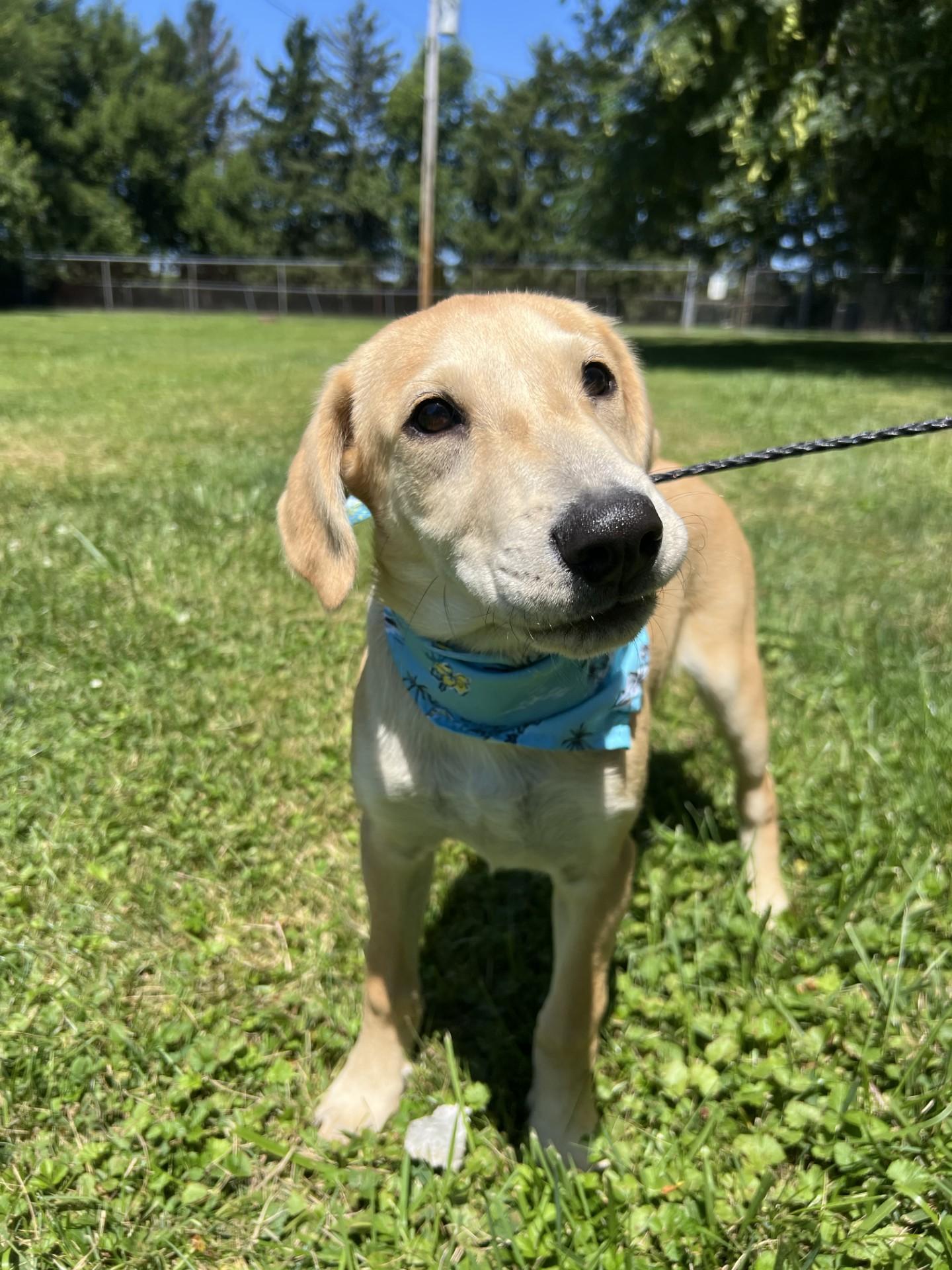 Enlarge Nanner, a Adoptable mixed breed in Upper Sandusky, OH image 1/3