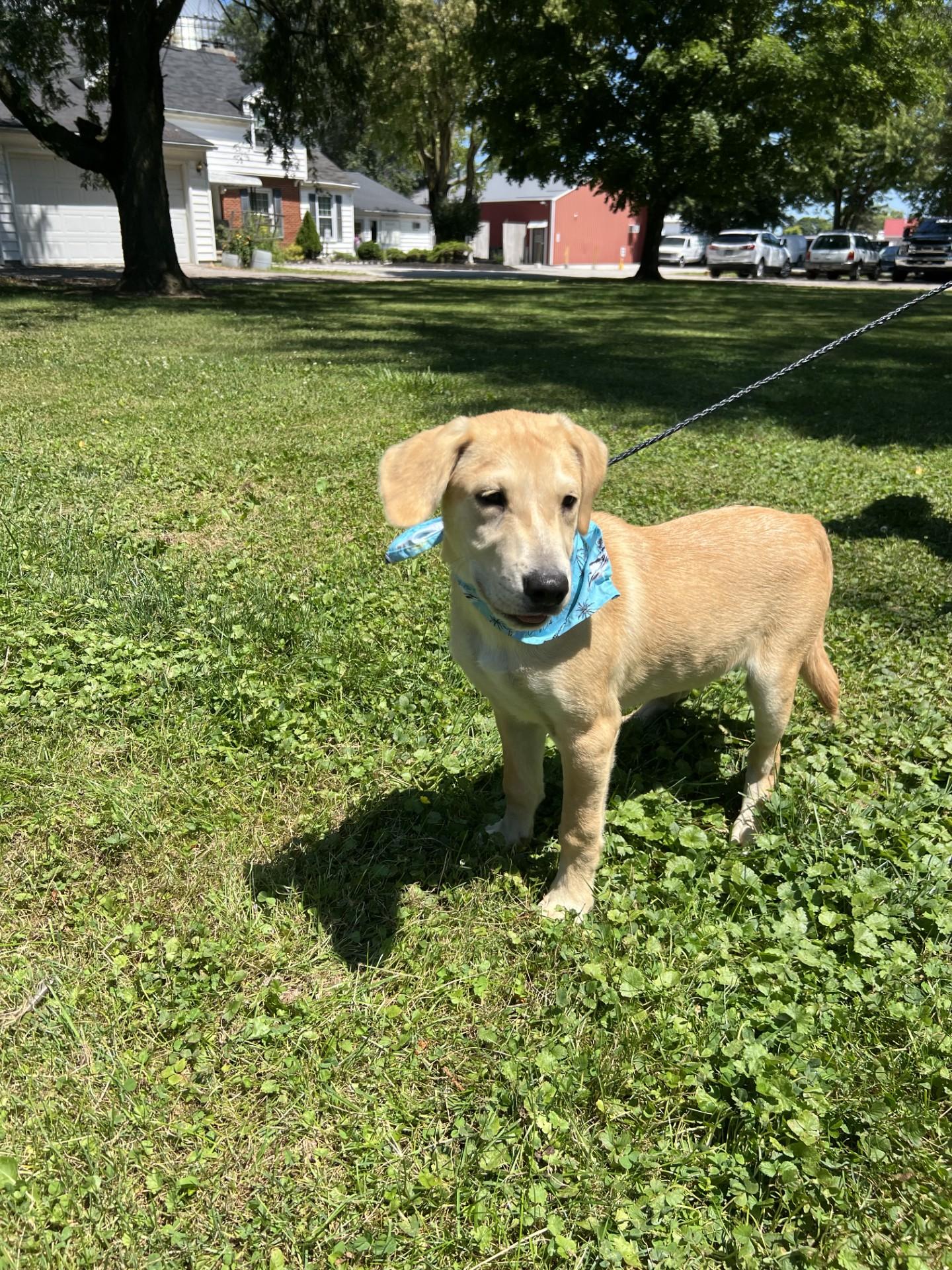 Enlarge Nanner, a Adoptable mixed breed in Upper Sandusky, OH image 2/3