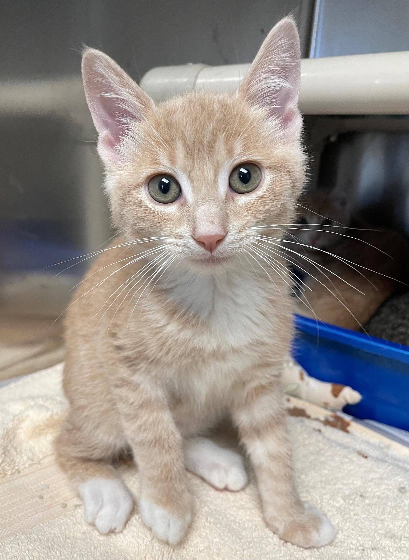 Teeny (with sibling), Baby Male Domestic Short Hair
