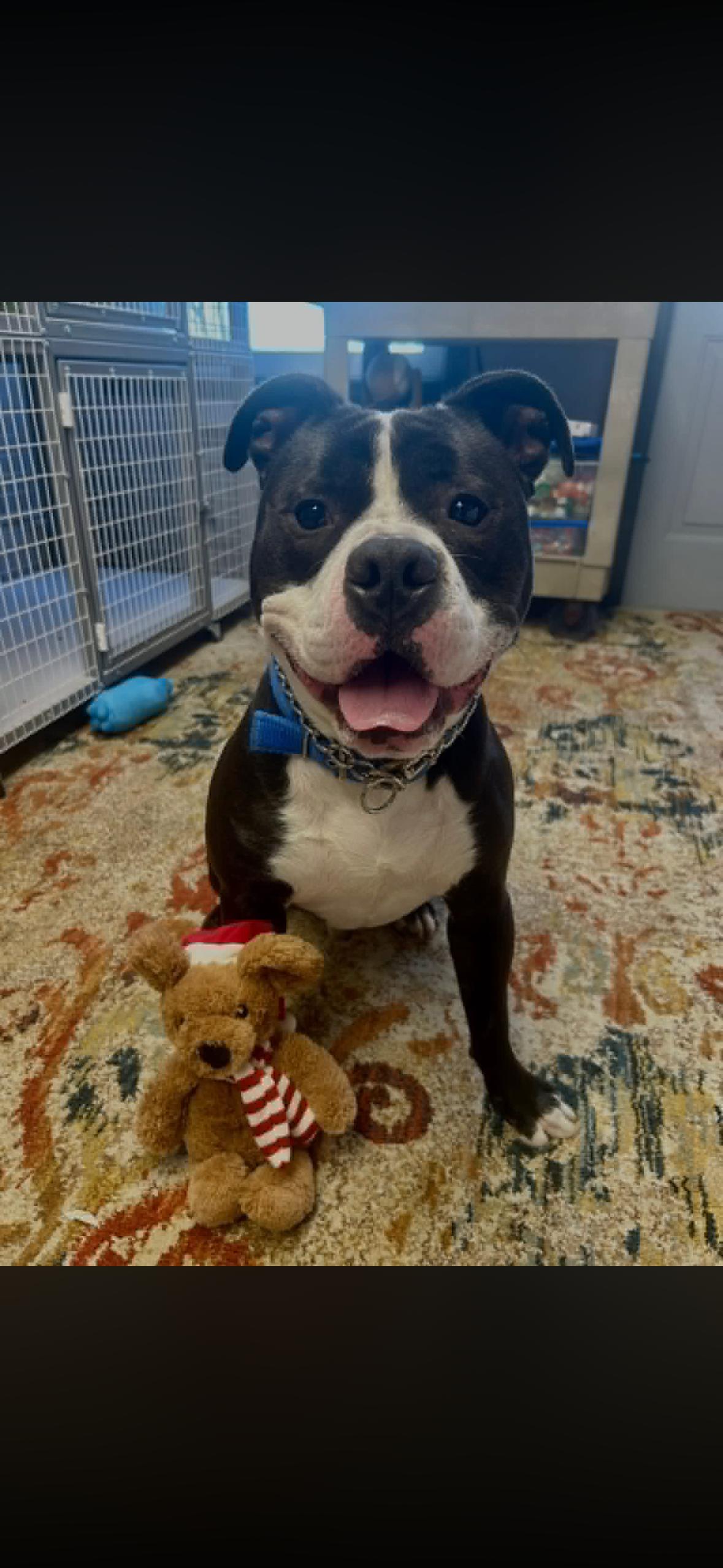 Pogo, Adoptable, Young Male Pit Bull Terrier.