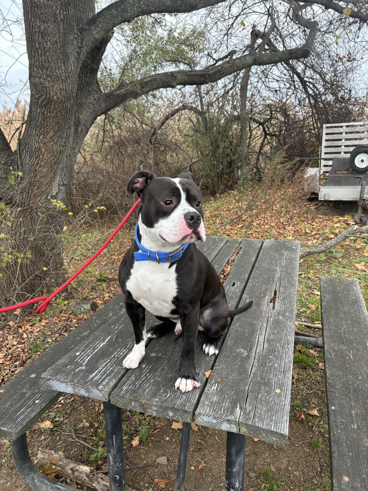 Pogo, a Adoptable mixed breed in Milford, CT image 3/3