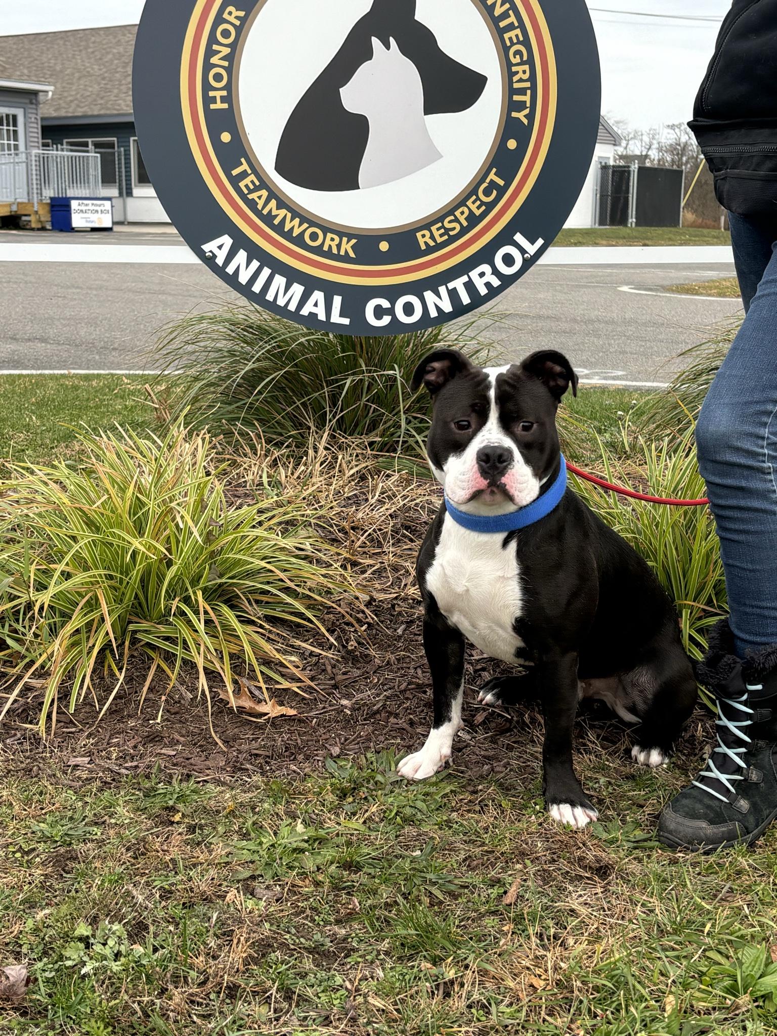 Pogo, Adoptable, Young Male Pit Bull Terrier.