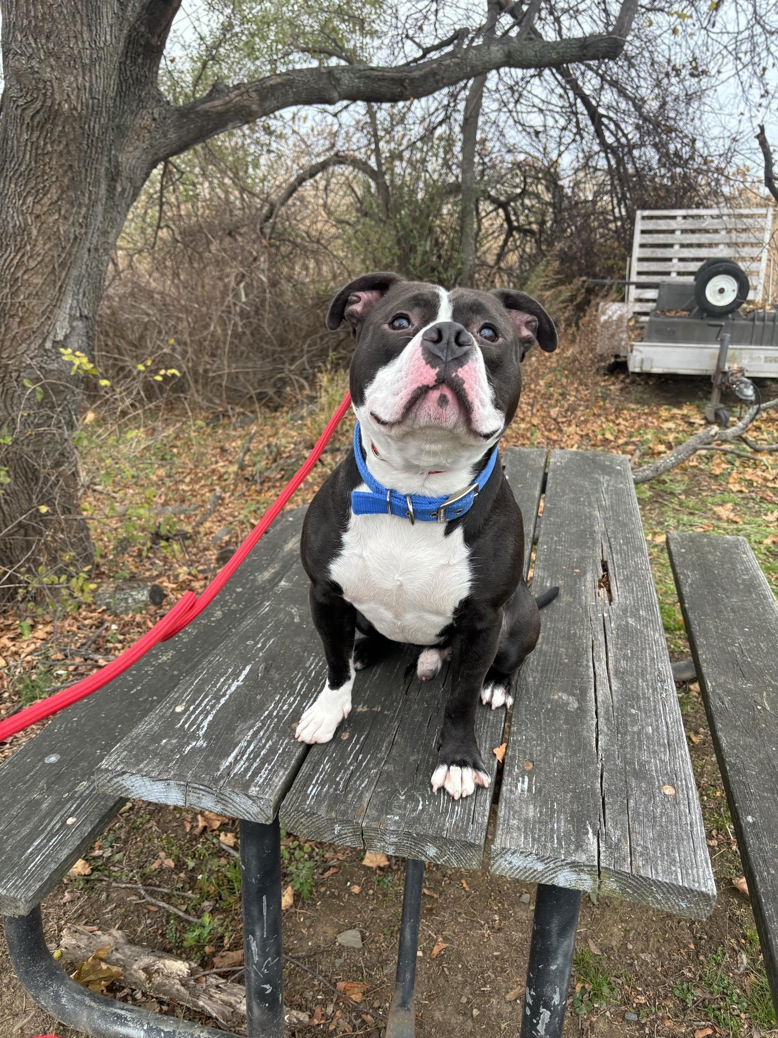 Pogo, a Adoptable mixed breed in Milford, CT image 2/3