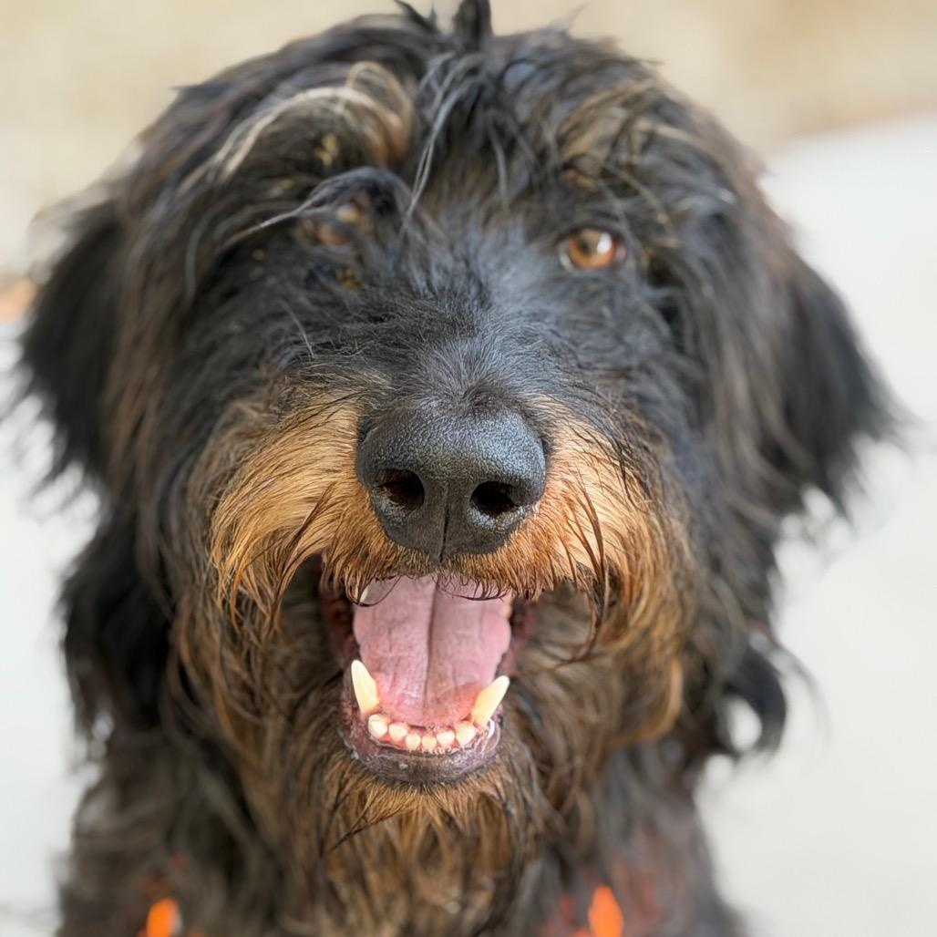 Trudy, Adoptable, Adult Female Terrier.