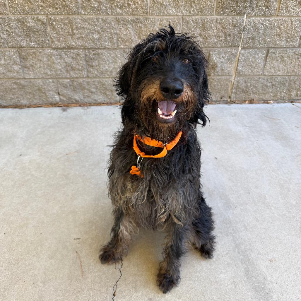 Enlarge Trudy, a Adoptable Terrier in Durango, CO image 2/5