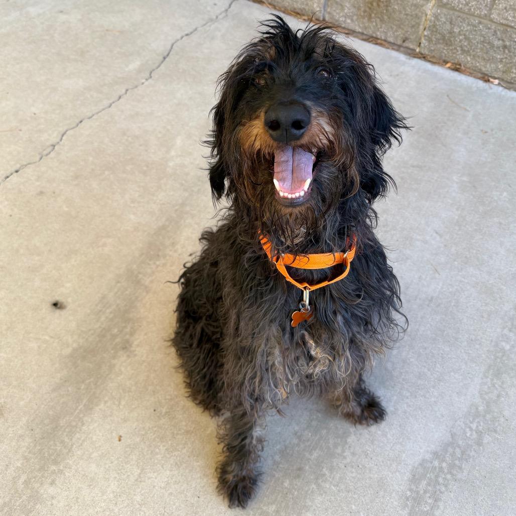 Enlarge Trudy, a Adoptable Terrier in Durango, CO image 3/5