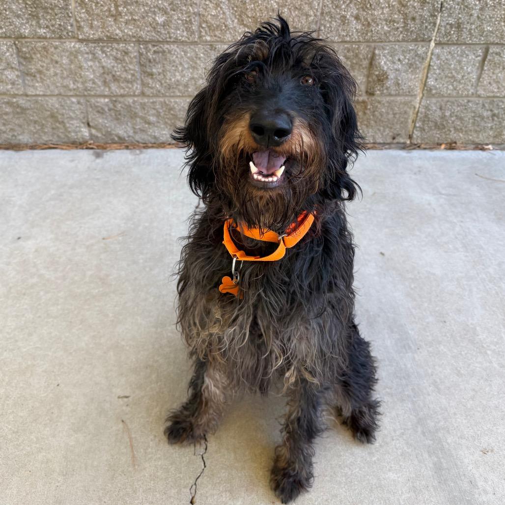 Enlarge Trudy, a Adoptable Terrier in Durango, CO image 4/5