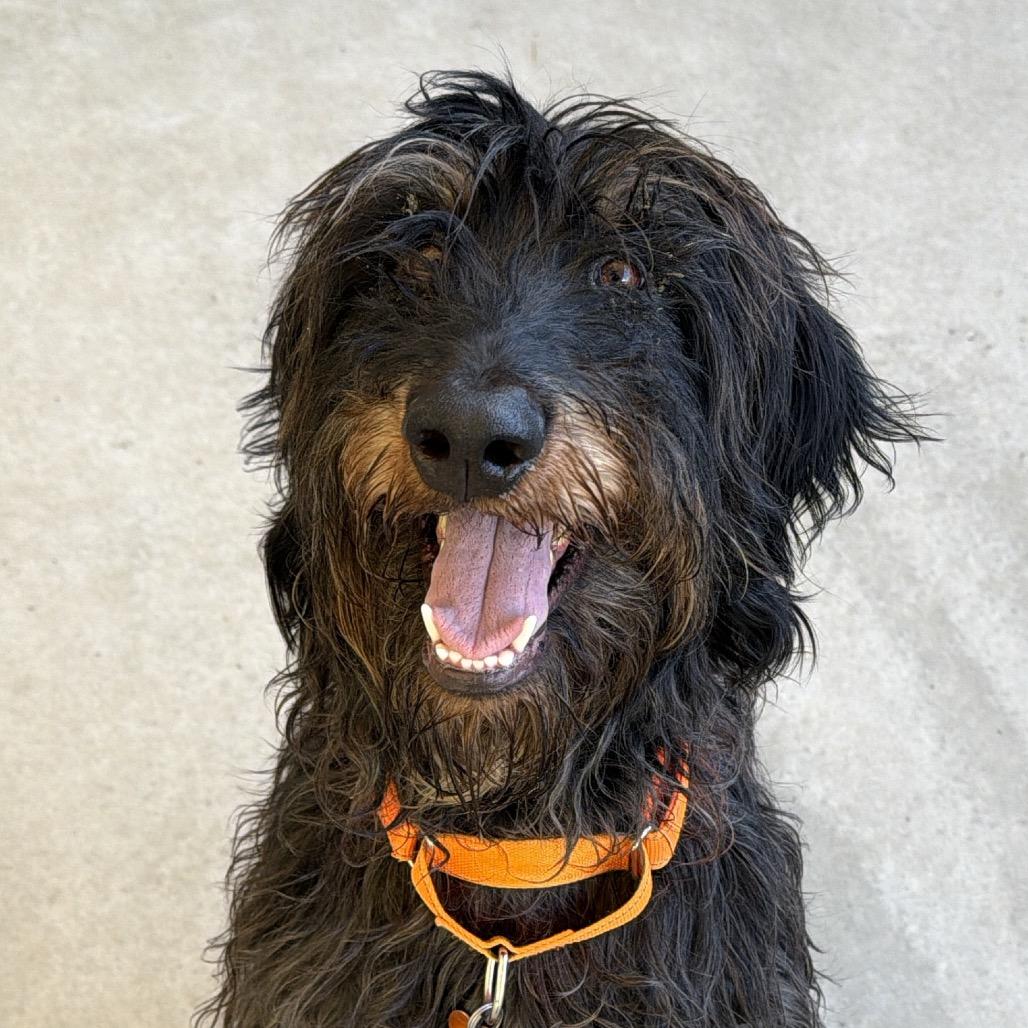 Enlarge Trudy, a Adoptable Terrier in Durango, CO image 5/5