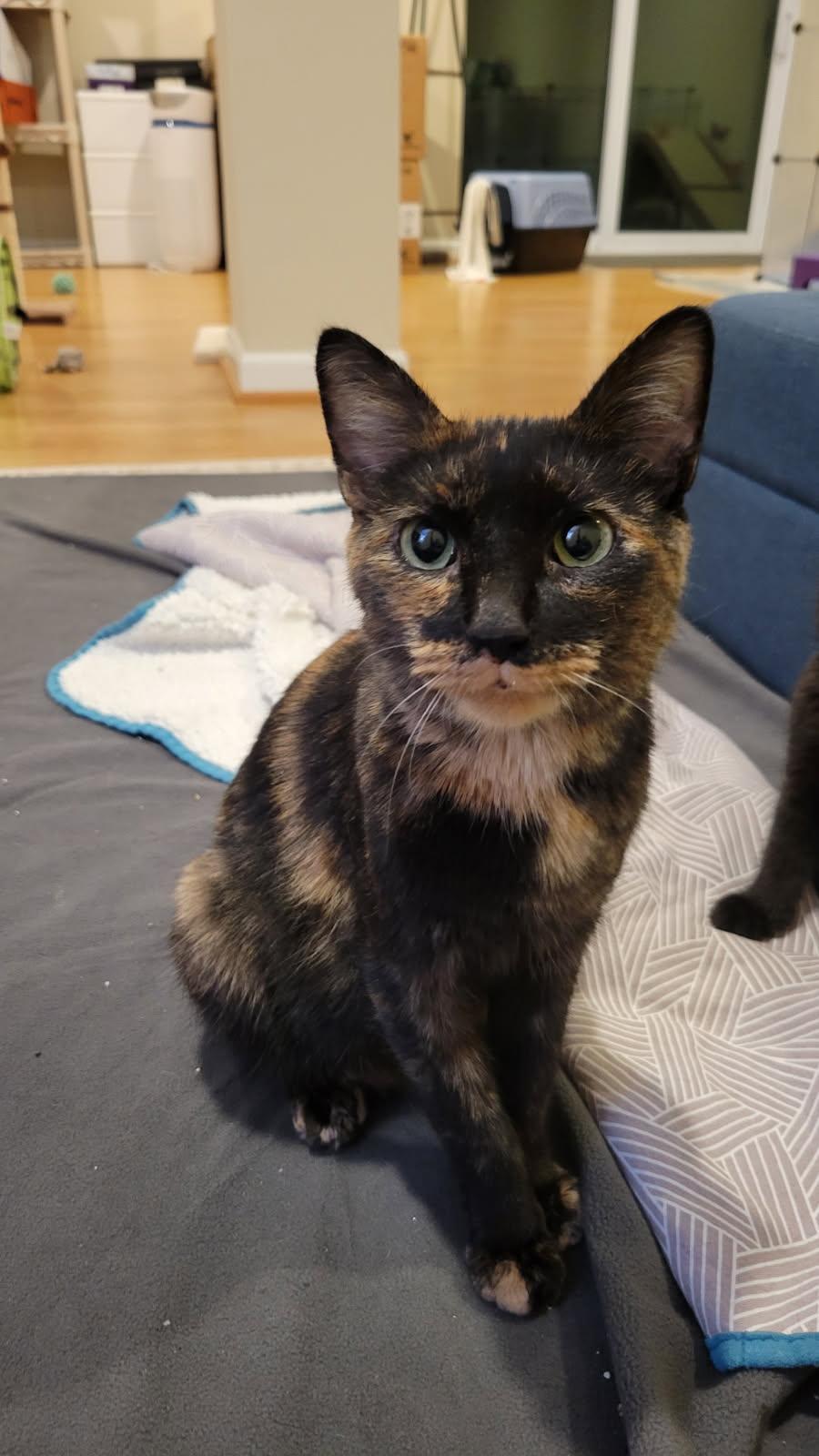 Julie, Adoptable, Adult Female Domestic Short Hair.