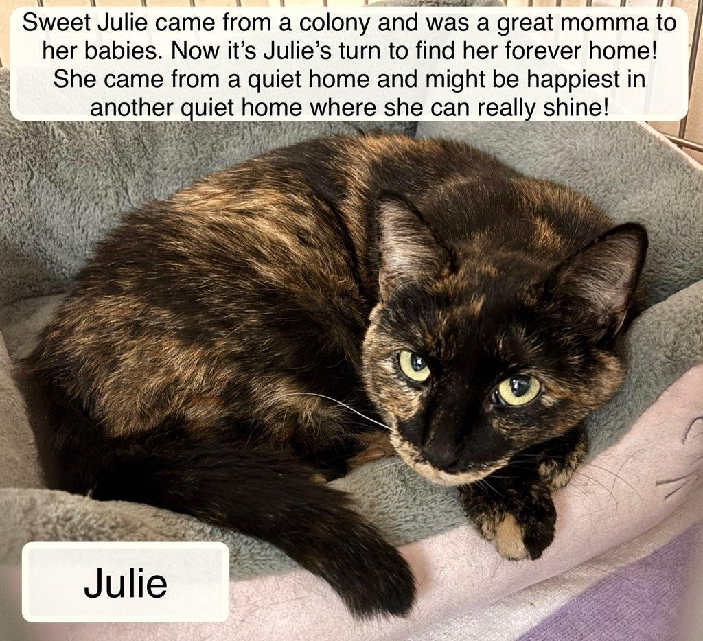 Enlarge Julie, an adoptable Domestic Short Hair in Ellicott City, MD image 4/5