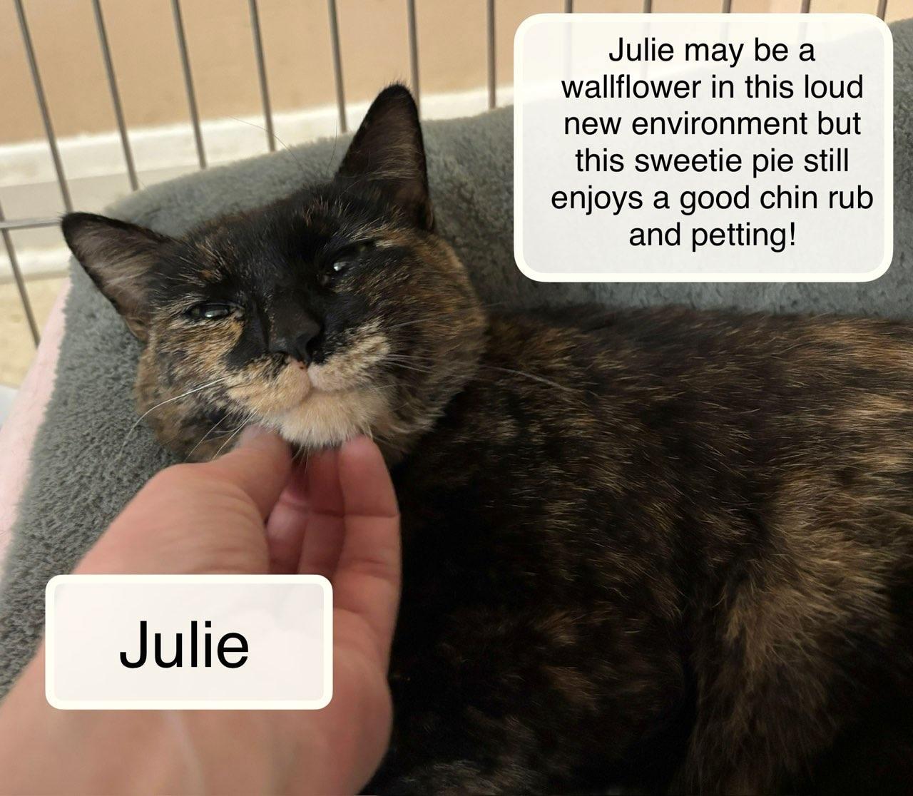 Enlarge Julie, an adoptable Domestic Short Hair in Ellicott City, MD image 2/5