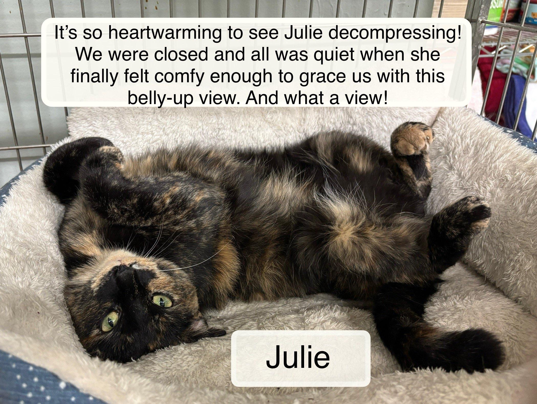 Julie, adoptable, Adult Female Domestic Short Hair.