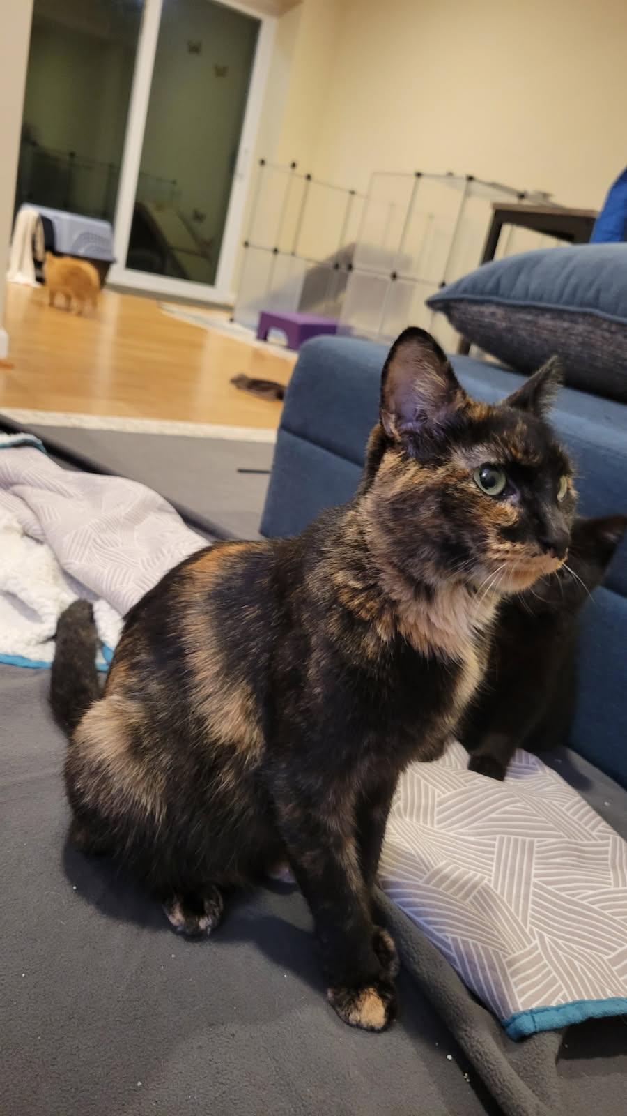 Enlarge Julie, a Adoptable Domestic Short Hair in Ellicott City, MD image 2/3