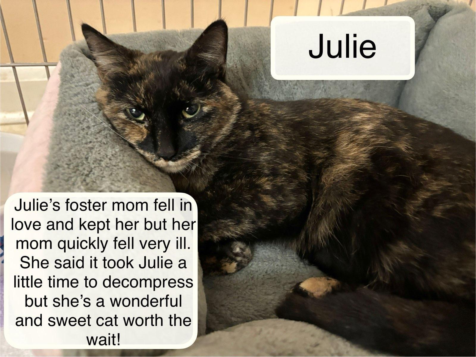 Julie, adoptable, Adult Female Domestic Short Hair.