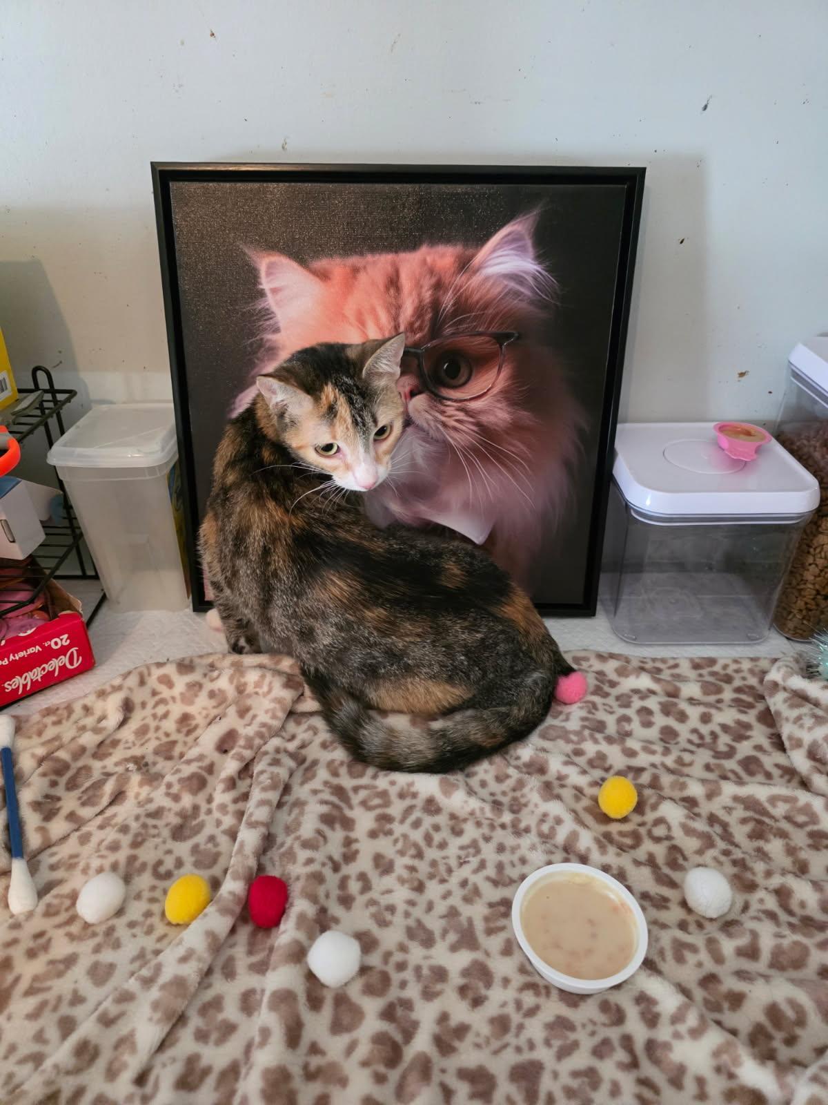 Possum, Adoptable, Young Female Calico.