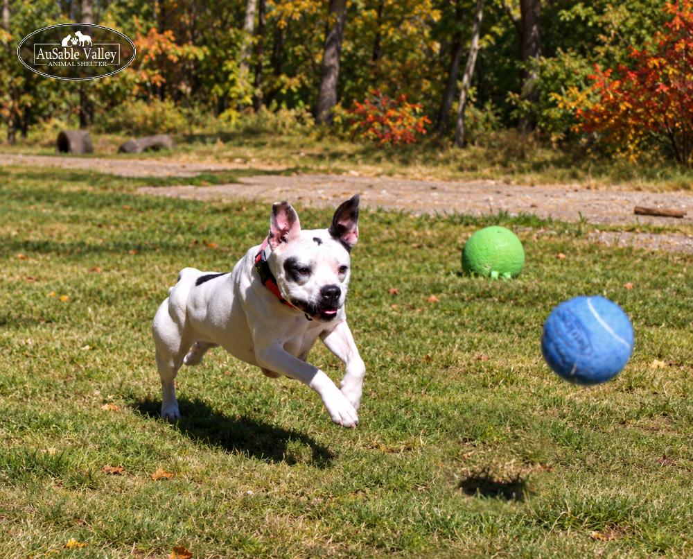 Enlarge Harper, a Adoptable mixed breed in Grayling, MI image 6/6