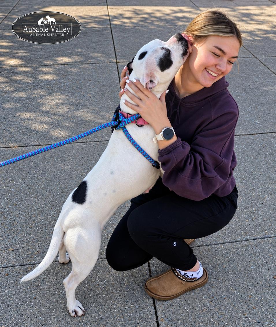 Enlarge Harper, a Adoptable mixed breed in Grayling, MI image 4/6