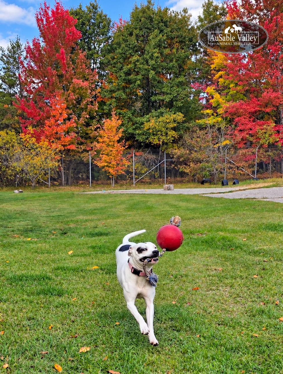 Enlarge Harper, a Adoptable mixed breed in Grayling, MI image 3/6